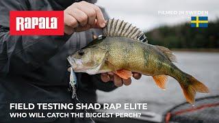 Field testing Shad Rap Elite - Who will catch the biggest perch?