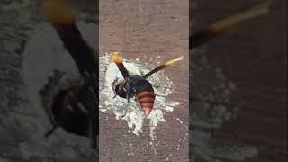 WildLife 48 #shorts   Large wasp building its mud nest in a hole in wood structure beam