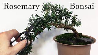 Rosemary Bonsai - Cascading Style. Root pruning Rosemary bonsai for Thicker Trunk development.