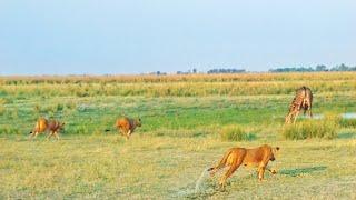 20 Lions Surprise a Drinking Giraffe