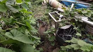 Continental Giant Rabbit Hide and seek