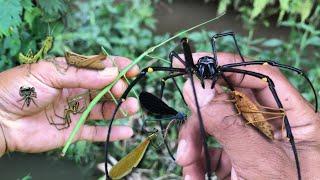 discovered an incredible giant stick insect‼️catch  jump spider orb spider dragonfly baby mantis