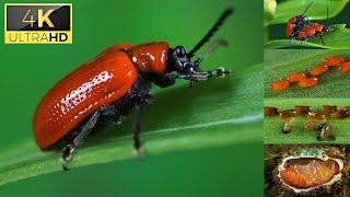 The life cycle of scarlet lily beetle  4k Video  Ultra hd