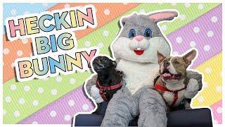 Staffy & Pocket American Bully Go See The Easter Bunny