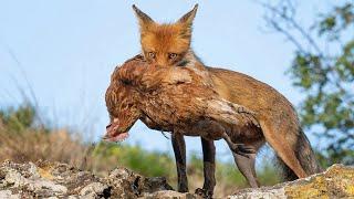 15 Foxes in Action Watch How These Predators Hunt