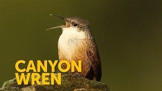 Listen to the Canyon Wren singing