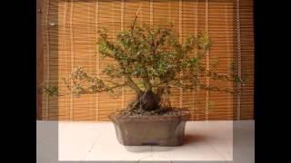 Chinese holly Bonsai Progression