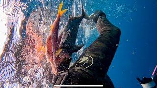 Solo spearfishing hawaii for ulua giant trevally     Catch & Cook