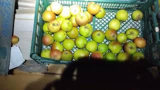 2023-01-27 Яблочный склад урожай 2022