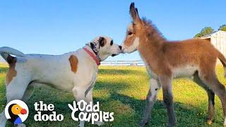 Dog Becomes Obsessed With A Newborn Donkey  The Dodo Odd Couples