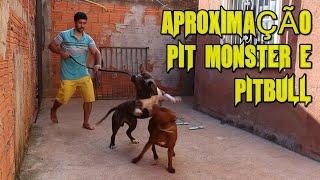 APROXIMAÇÃO PIT MONSTER E PITBULL