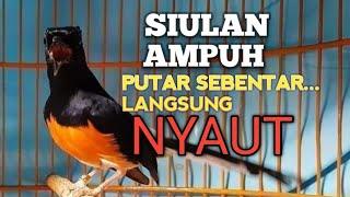 MURAI BATU GACOR memancing EMOSI jadi BUNYI NYAUT BONGKAR MATERI ISIAN  PANCINGAN MURAI