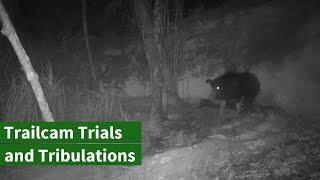 The Pig Den Trail Camera NZ