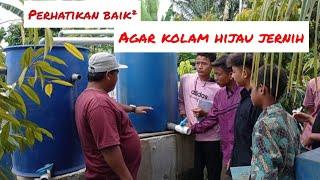 penjelasan filter kolam nilagurameh agar tetap hijau jernih