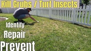 How To Get Rid of Lawn Grubs  Turf Insects in 4 Easy Steps