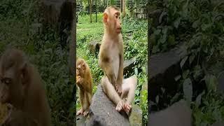 Monkeys Videos #Shorts #Monkeys #Viral #Shorts Videos #721