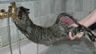 Cats just dont want to bathe - Funny cat bathing compilation