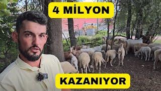 ÜNİVERSİTELİ ÇOBAN 4 MİLYON KAZANIYOR Sadece Otlatıyorlar