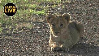 safariLIVE - Sunrise Safari - March 26 2019