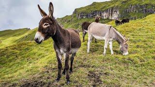 the donkey - photo slideshow