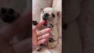  The Life of a Pampered Pooch #bulld#bulldogpups #cutebulldog #puppylovers #puppyvideos #cutedog