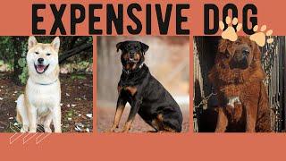 Top 10 High-Priced Dogs The Most Expensive Pooches Money Can Buy