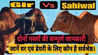 Gir Cow VS Sahiwal Cow  SahiwalvsGircow  Who is the best cow Gir or Sahiwal #dairy