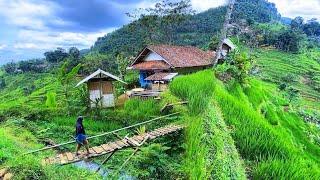 DIJAMIN BETAH MENIKMATI HIDUP DI KAMPUNG YANG INDAH ALAM DESANYA SUASANANYA ADEM AYEM & TENTRAM