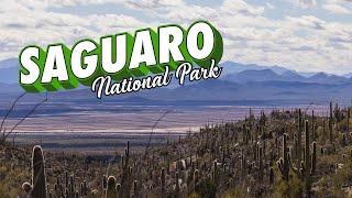 3 Days Exploring Saguaro National Park  Hiking Wasson Peak  Loma Verde Trail