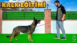 KÖPEKLERDE KALK EĞİTİMİ