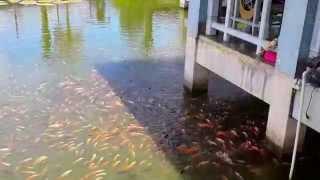 Masjid Kolam Ikan Andi Djuanna Barru