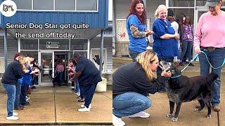 Priceless Senior Dogs Reactions To Being Adopted