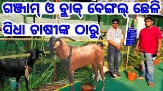 Ganjam Goat and Black Bengal Goat available directly from Farmer in Odisha low price