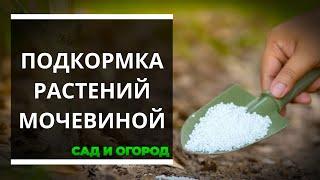 Как правильно подкармливать растения мочевиной