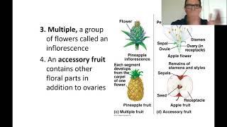 Fruit Classification