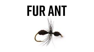 Fur Ant