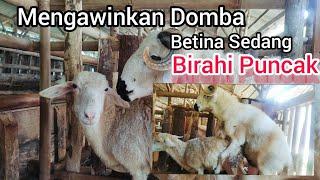 Mengawinkan Domba Saat Betina Birahi Puncak