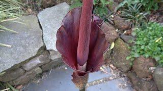 Amorphophallus konjac Penis Plant from Leaf to Flower