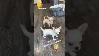 ЛЮСЕНЬКА малышка чихуахуа 3 месяца #купитьщенка #щенок #chihuahua #чихуахуа #puppy #щенкичихуахуа