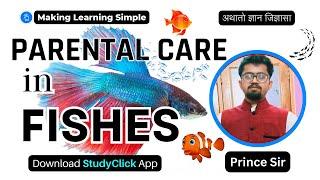 Parental Care in Fishes  #neet