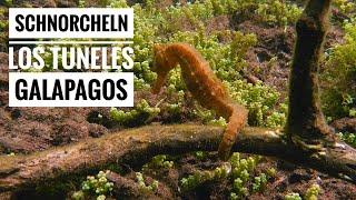 Schnorcheln an den Los Tuneles auf Isabella Galapagos-Inseln