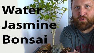 Water Jasmine Bonsai Part 1 Wrightia Religiosa - Heavy Root Pruning on Incredibly Resilient Plant