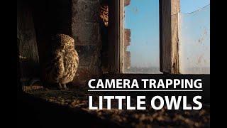 Camera trapping Little Owls