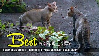 best cat fight over territory