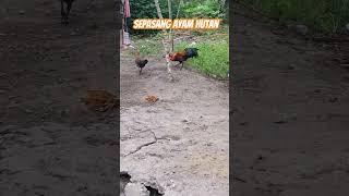 Sepasang ayam hutan