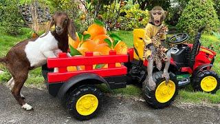 Bim Bim takes the goat to harvest orange and  vegetables  Full version