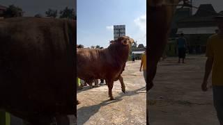 Penimbangan sapi jumbo #cowshortvideo #sapijumbo #cow