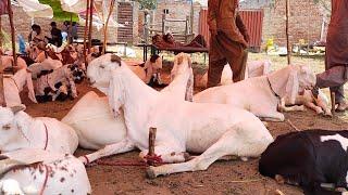 Kitne ka Liya  Qurbani 2023  Turkey Dumbe  Makhi Chena Bakre  Rajanpuri Bakre Lahore Mandi