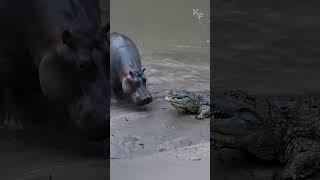 A Mother Hippos Protective Instincts Driving Away a Crocodile to Safeguard Her Calf