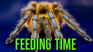 Feeding FAST Spiders & Tarantulas